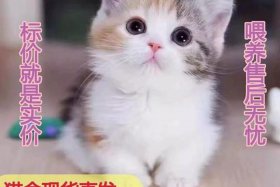 佛教如何看待猫捉老鼠、佛教怎么看待老鼠
