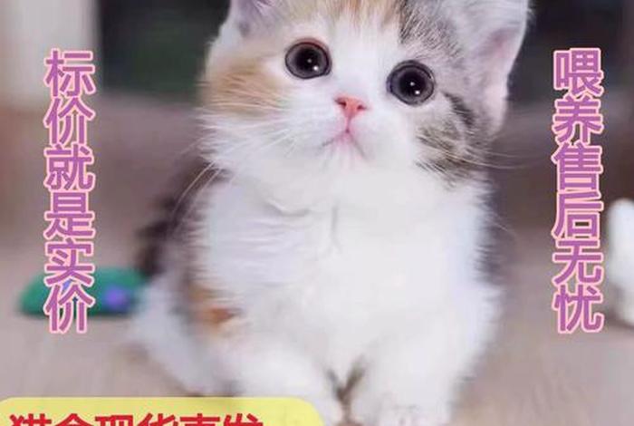 佛教如何看待猫捉老鼠、佛教怎么看待老鼠