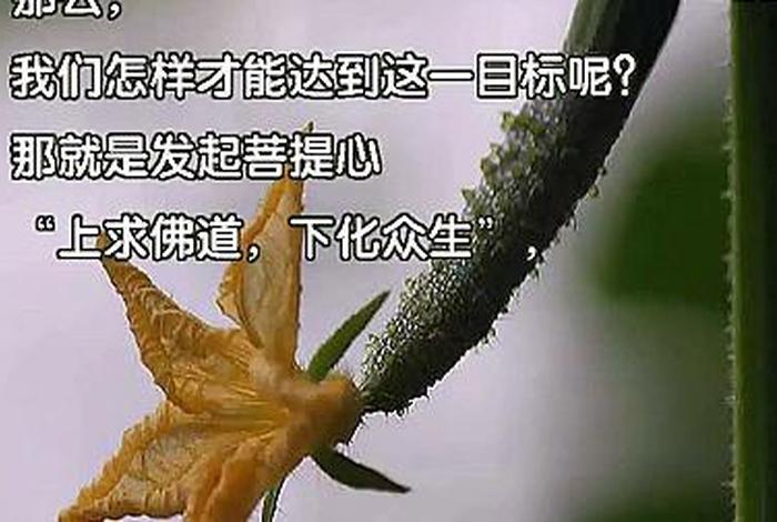 佛教教育短片专辑（佛教教育短片佛法概要视频）