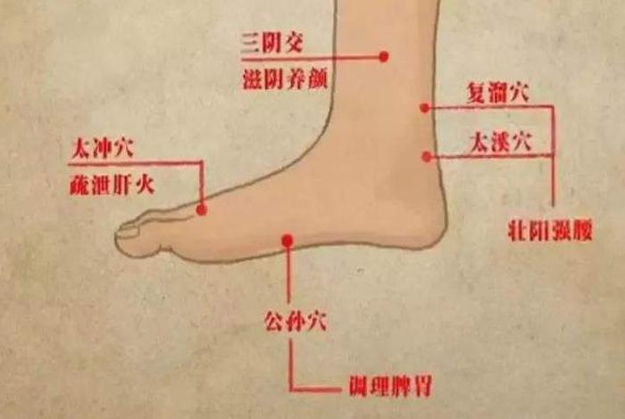 三阴是指哪条经络（三阴在哪个位置）