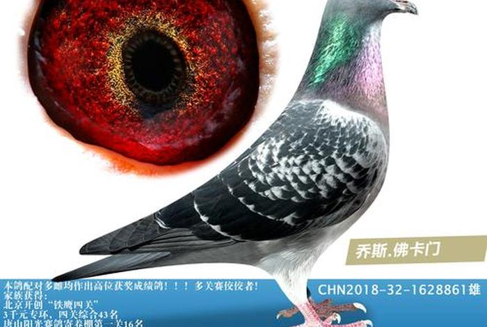 佛教基础入门知识技巧视频教程，佛教基础入门知识技巧视频教程大全