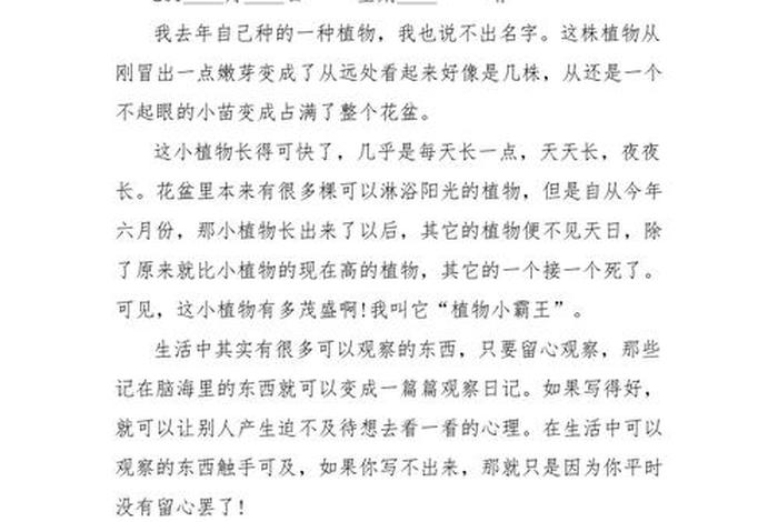一分钟了解自己薄荷网，薄荷的自述作文500字