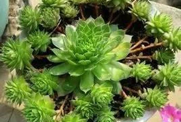 佛教多肉植物（多肉植物和佛教）