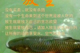 佛教生命的起源 佛教中的生命