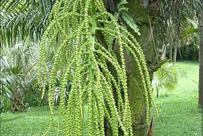佛教植物图片及名称大全（佛教对植物的解释）