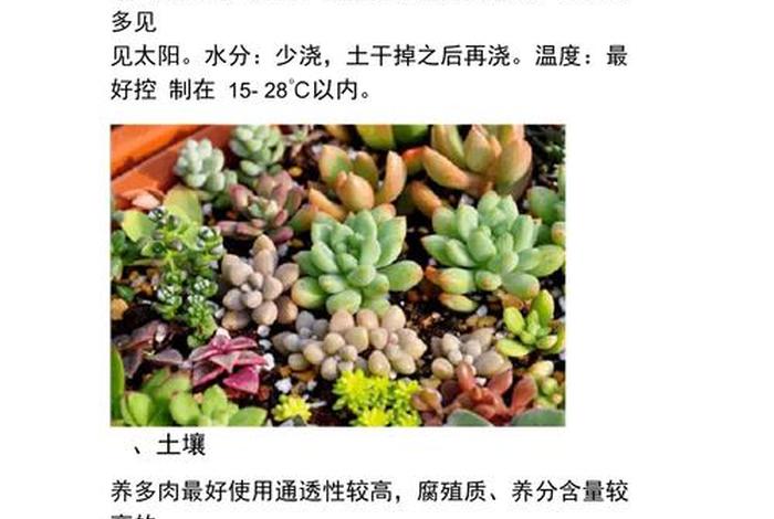 多肉佛语、多肉佛珠养殖方法和注意事项