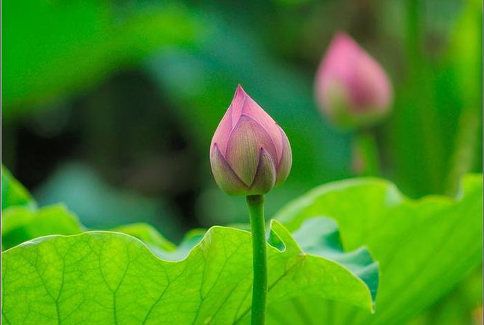 莲花骨朵图片大全（莲花骨朵的寓意）