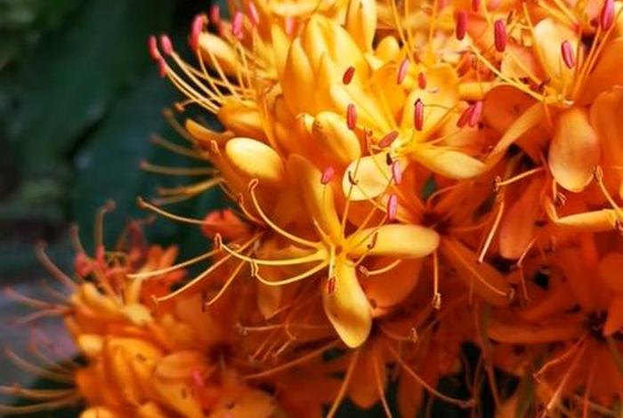 佛教花卉植物大全 佛教花卉图案大全图片