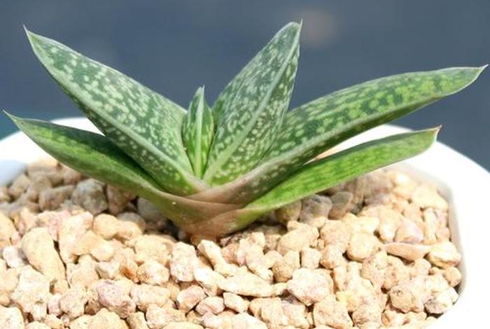 多肉新手入门自学，多肉植物新手种植入门