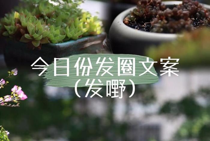 多肉植物宣传文案 - 多肉植物宣传文案范文