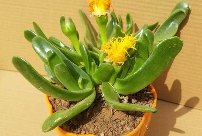 多肉植物佛手图片 多肉植物佛手图片欣赏