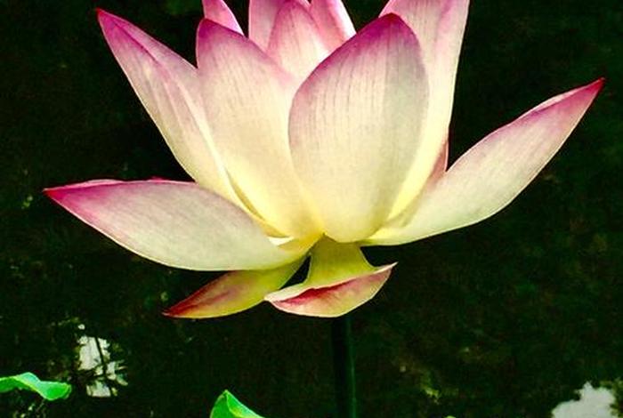 佛教为什么用莲花做象征 - 佛教为什么对莲花情有独钟？
