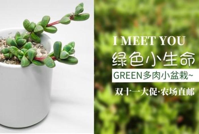 多肉植物英文文案图片高清 - 多肉植物英文文案图片高清版