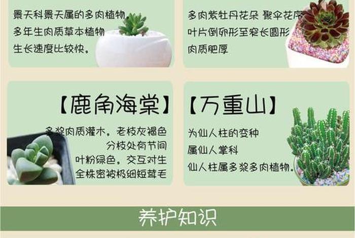 多肉知识大全及图片介绍 - 多肉植物科普知识