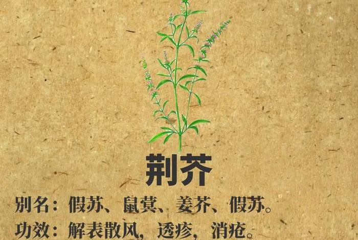 佛教吃荆芥吗，佛教禁止吃芥末吗