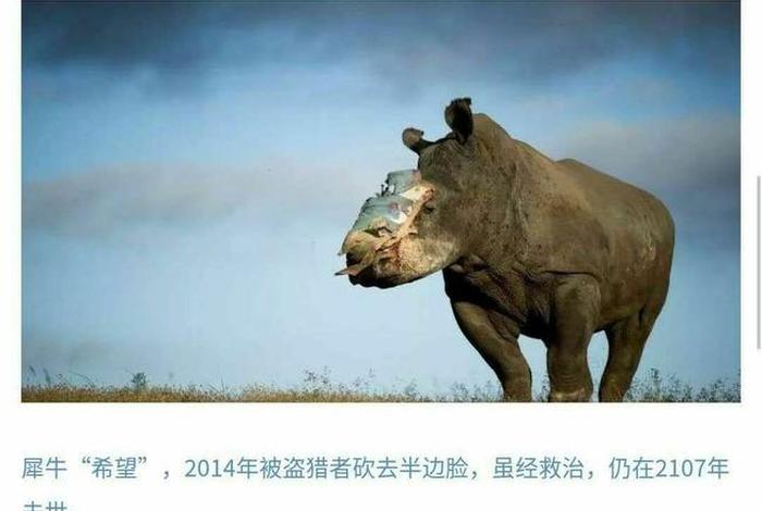 犀牛的来历和传说 犀牛的传说典故