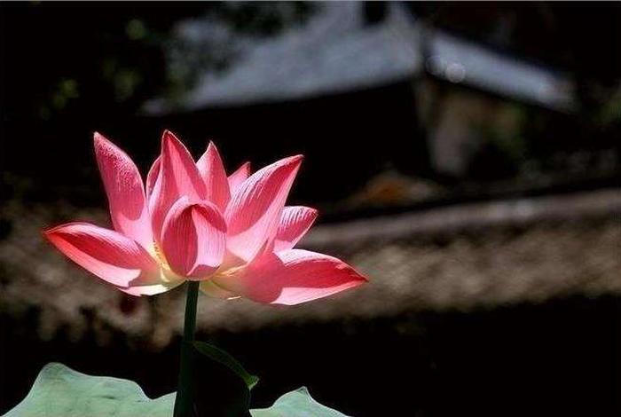 佛教莲花的智慧 佛教中莲花的意义