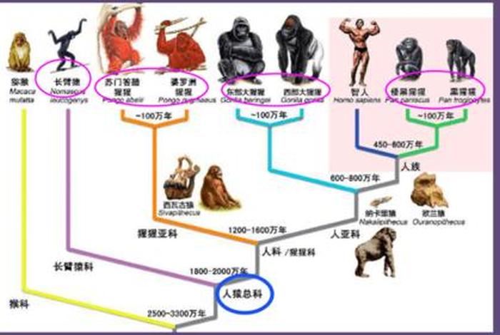 人类是怎么来的大全，秒懂百科人类是怎么来的