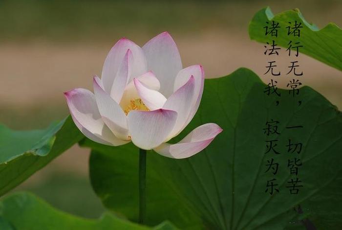 观心无常 观受是苦 观心无常观受是苦观法无我