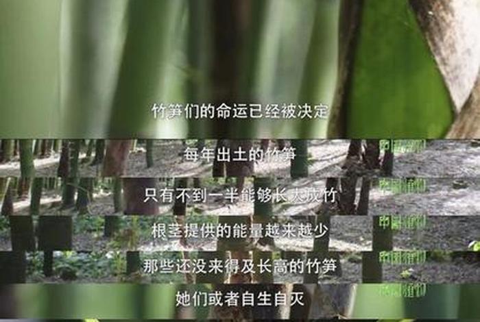 一草一木皆是佛 - 一草一木皆众生