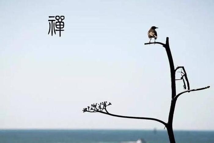 什么是禅禅是什么慧律法师（禅是何意）