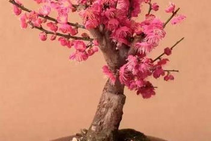 佛教十大植物，佛家关于植物的典故