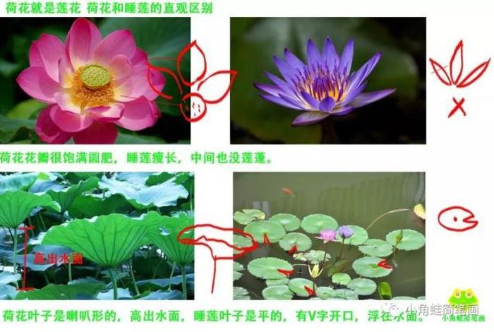 莲与佛教有什么关系？（莲和佛教有什么关系）