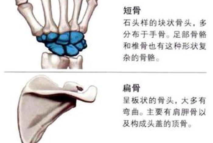 学骨的特点 - 骨学怎么学