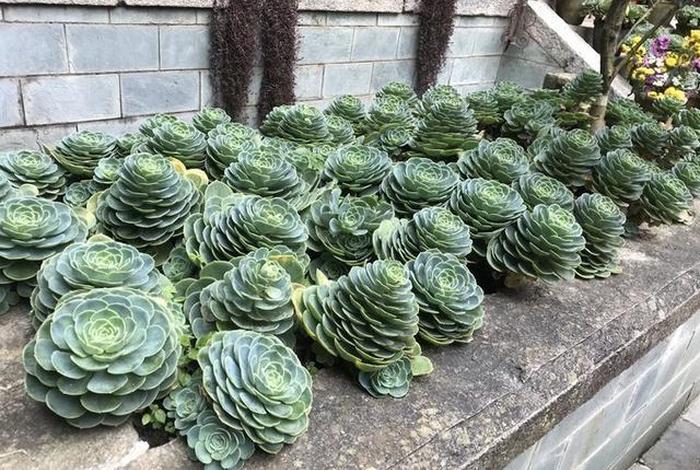 有关寺庙多肉的视频 - 多肉 寺庙