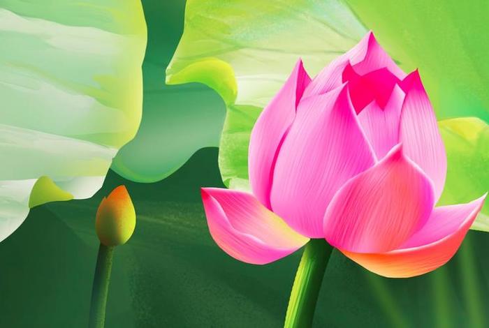 佛教和荷花、佛教和荷花有什么关系