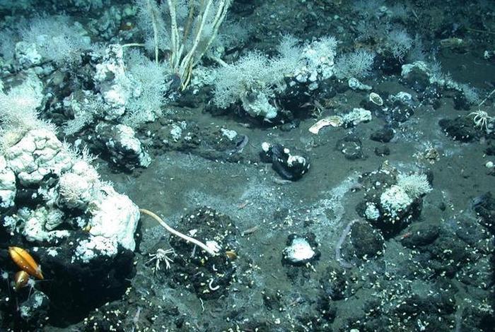 佛教怎么看待微生物、佛教怎么看待微生物的存在