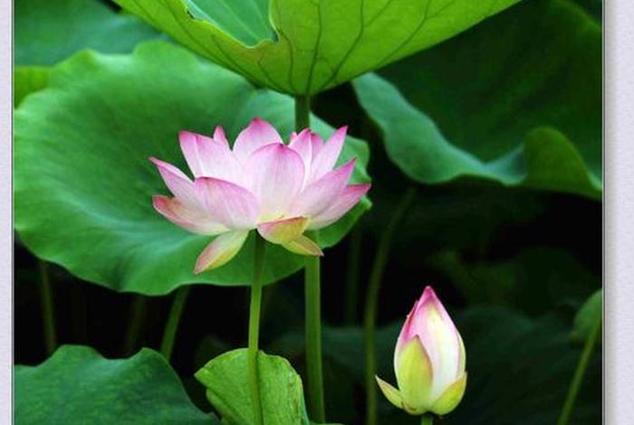 为什么说荷花有佛性、荷花为什么是佛教的流传