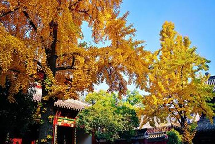 十方丛林不能收徒 - 十方丛林制