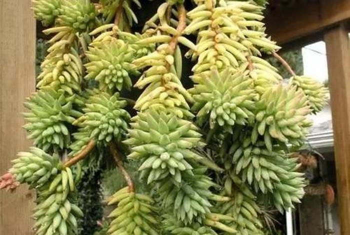 佛教为什么爱养多肉植物 - 佛教为什么受欢迎