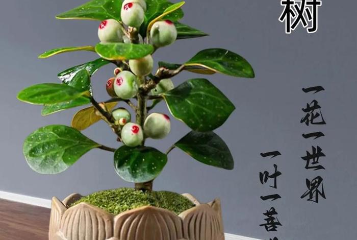 佛教智慧树 - 佛教教育智慧