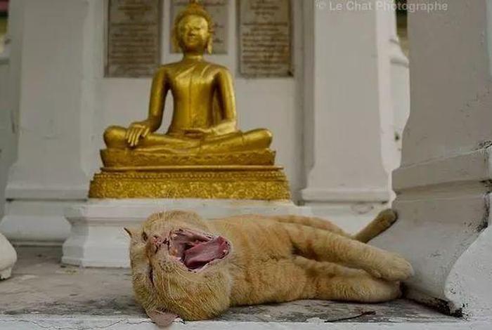 佛教讲猫咪没了能埋吗 - 猫没了怎么埋