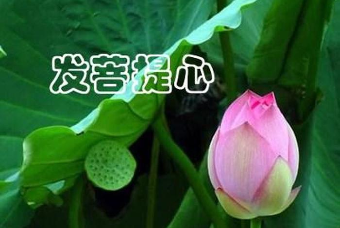 佛教什么是发菩提心；佛教的发菩提心是什么意思