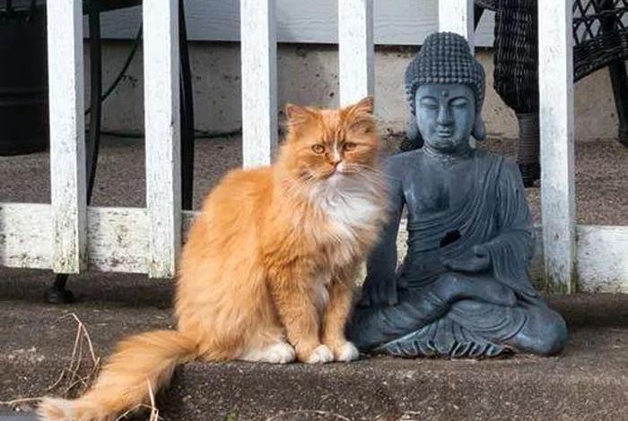 佛教与猫的渊源 佛教和猫