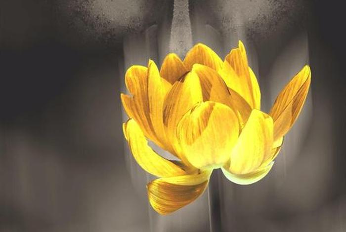 莲花在佛教中的寓意（莲花在佛教中的象征）