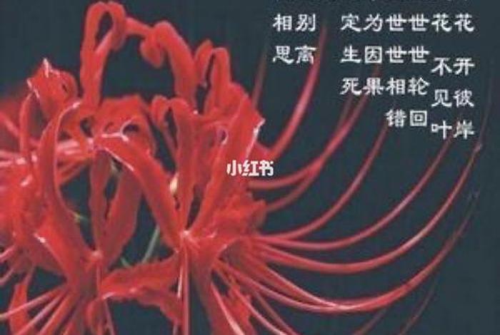 黄山谷的前世今生；关于三生石、彼岸花和奈何桥的传说