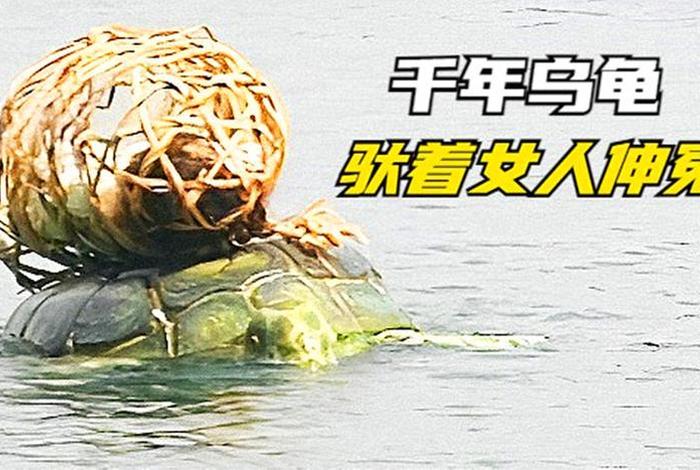 龟报恩的故事,求一部老电影名关于乌龟报恩的 龟报恩的故事,求一部老电影名关于乌龟报恩的