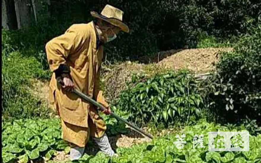 「佛教」抢抓农时,自力更生,湖北各寺掀起春耕生产热潮 「佛教」抢抓农时,自力更生,湖北各寺掀起春耕生产热潮