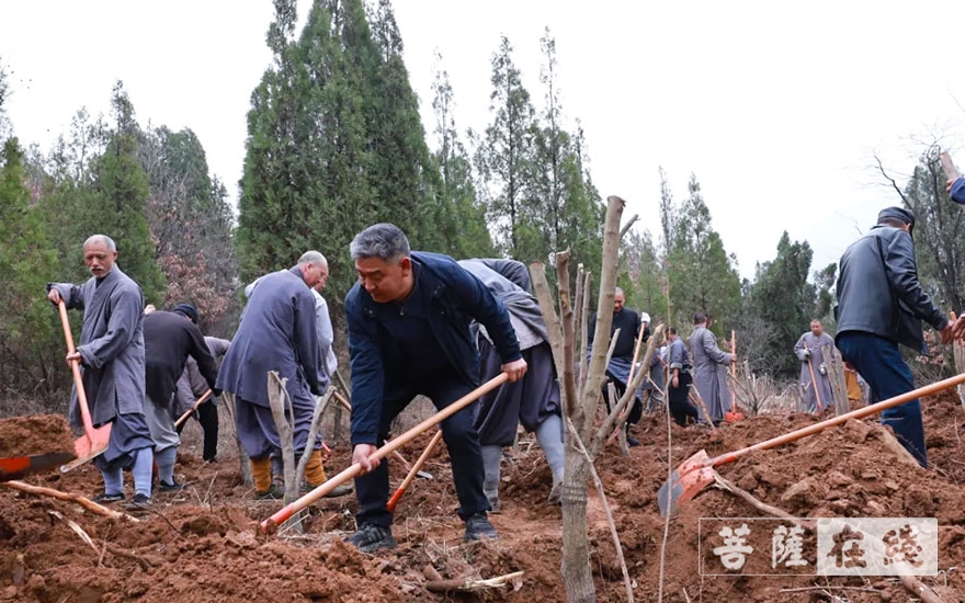 「佛教」永信法师带领少林寺僧众出坡植树 发扬佛教农禅并重传统