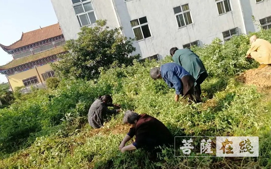 「佛教」抢抓农时,自力更生,湖北各寺掀起春耕生产热潮 「佛教」抢抓农时,自力更生,湖北各寺掀起春耕生产热潮