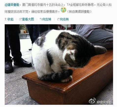 「佛教」这群喵星人佛性高！听经后不再打群架(多图)