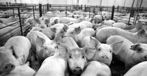 饮苦食毒：全球养殖业滥用抗生素 专家称我国年耗9.7万吨