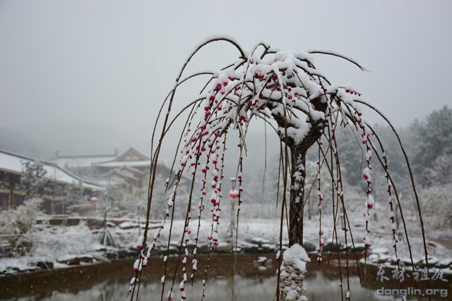 「佛教」佛教摄印－－大佛印雪