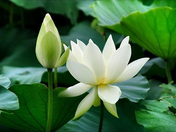 「佛教」念纯大师念佛安坐而逝，散发香气历久不散