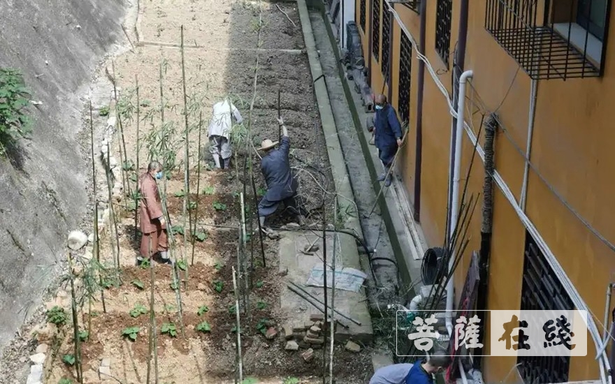 「佛教」抢抓农时,自力更生,湖北各寺掀起春耕生产热潮 「佛教」抢抓农时,自力更生,湖北各寺掀起春耕生产热潮