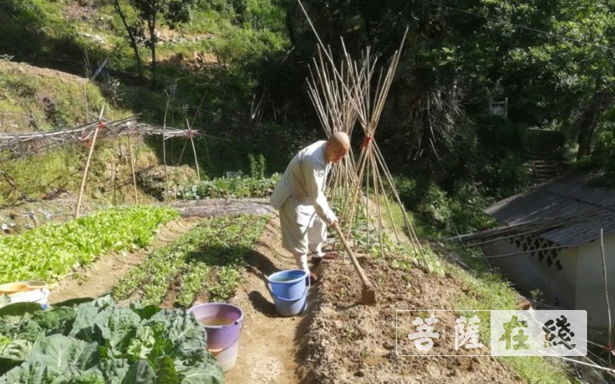 「佛教」抢抓农时,自力更生,湖北各寺掀起春耕生产热潮 「佛教」抢抓农时,自力更生,湖北各寺掀起春耕生产热潮